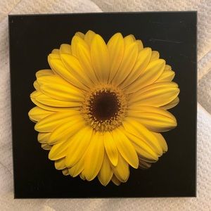 Flower wall or desk decor